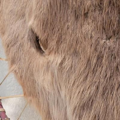 Stretched Animal Hide Deco