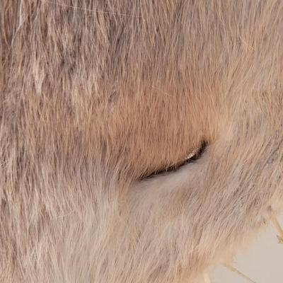 Stretched Animal Hide Deco
