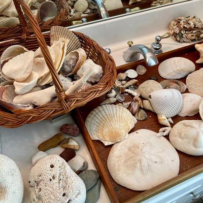 Assortment of seashells