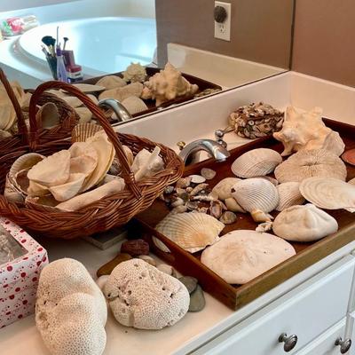 Assortment of seashells