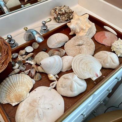 Assortment of seashells