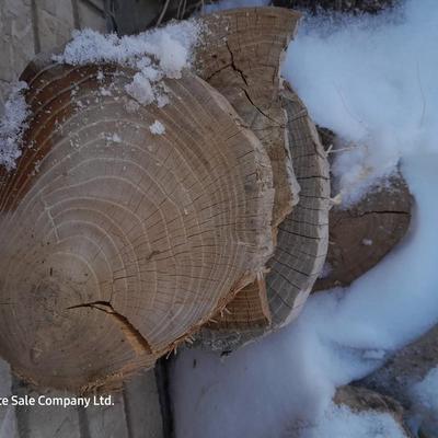 Wood rounds for crafting - thin wooden round pieces