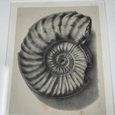 Art print Ammonites du lias infeÌrieur de France, Psilocerataceae: Arietitidae