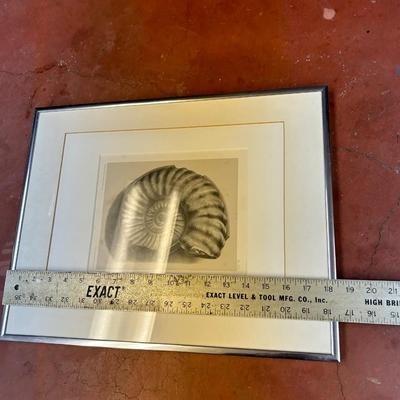 Art print Ammonites du lias infeÌrieur de France, Psilocerataceae: Arietitidae