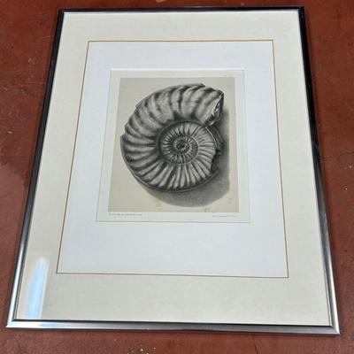 Art print Ammonites du lias infeÌrieur de France, Psilocerataceae: Arietitidae