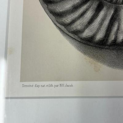 Art print Ammonites du lias infeÌrieur de France, Psilocerataceae: Arietitidae