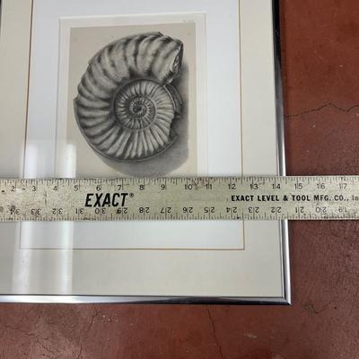 Art print Ammonites du lias infeÌrieur de France, Psilocerataceae: Arietitidae