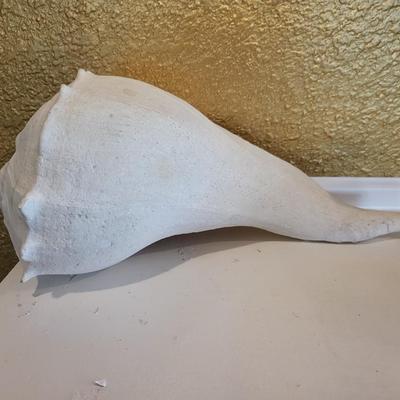 Large Shell Lot