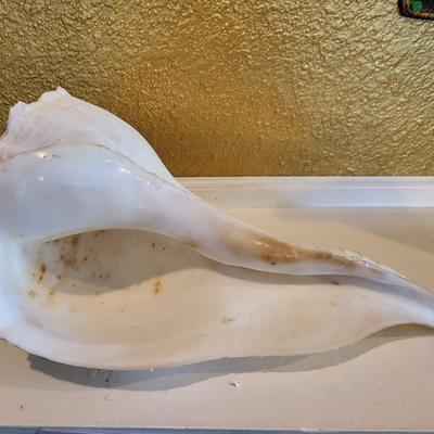 Large Shell Lot