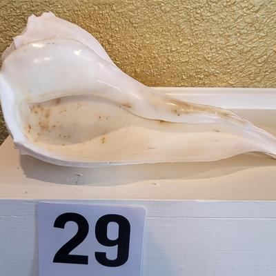 Large Shell Lot