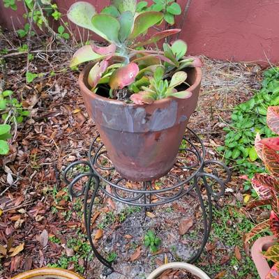 6 Plant Lot with Plant Holder