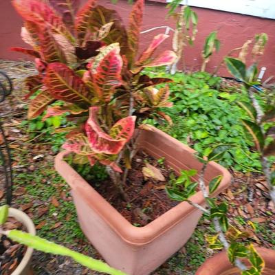 6 Plant Lot with Plant Holder