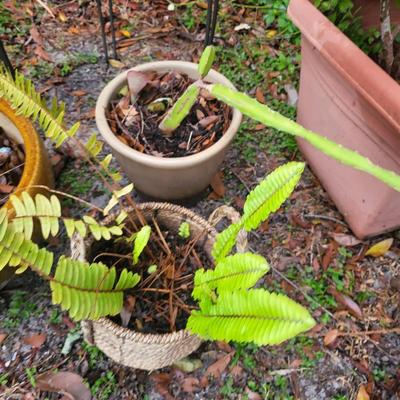 6 Plant Lot with Plant Holder