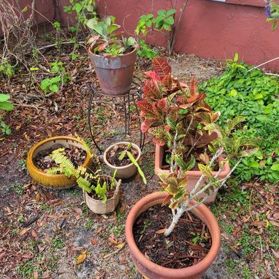 6 Plant Lot with Plant Holder