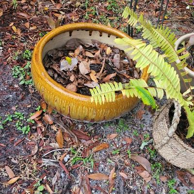 6 Plant Lot with Plant Holder