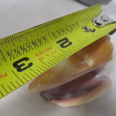 Shell Collection Conch & Sand Dollar