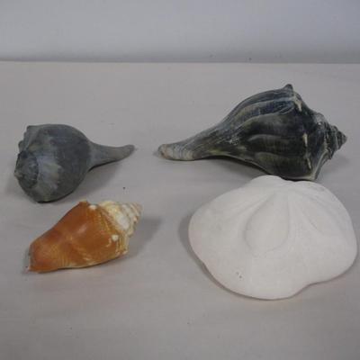 Shell Collection Conch & Sand Dollar