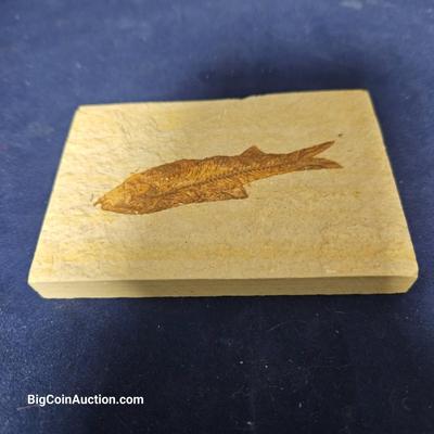 Knightia (Herring) Eocene Age Fossil Fish