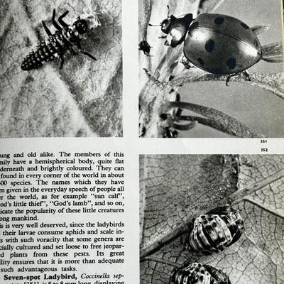 LOT 32 - 1969 The Pictorial Encyclopedia of Insects - Moths / Butterflies