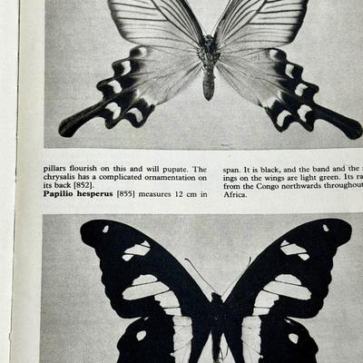 LOT 32 - 1969 The Pictorial Encyclopedia of Insects - Moths / Butterflies