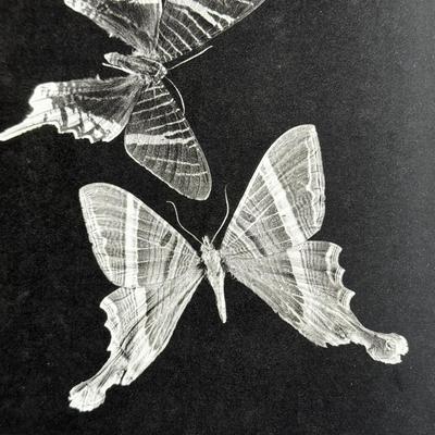LOT 32 - 1969 The Pictorial Encyclopedia of Insects - Moths / Butterflies