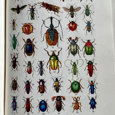 LOT 33 - Nuevo - Illustrated Spanish Dictionary 1967