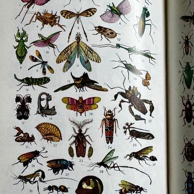 LOT 33 - Nuevo - Illustrated Spanish Dictionary 1967
