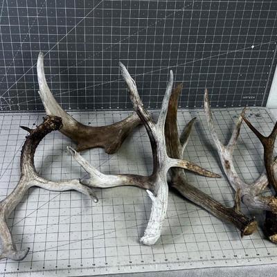 HORNS, Deer Sheds & 1 Moose Paddle ANTLERS