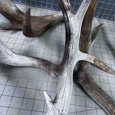 HORNS, Deer Sheds & 1 Moose Paddle ANTLERS