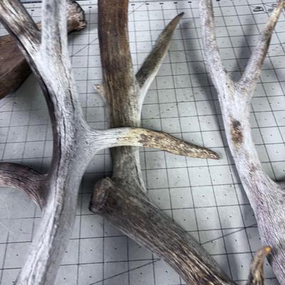 HORNS, Deer Sheds & 1 Moose Paddle ANTLERS