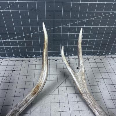 2 Deer Sheds - appear to be from the same deer, Thus a set