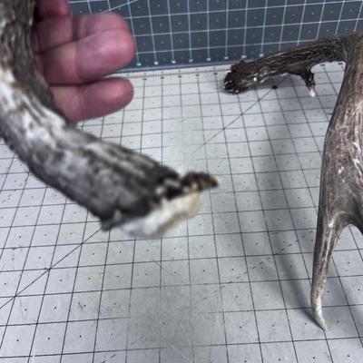 2 Deer Sheds - appear to be from the same deer, Thus a set