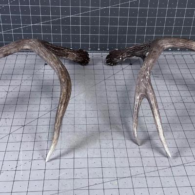 2 Deer Sheds - appear to be from the same deer, Thus a set