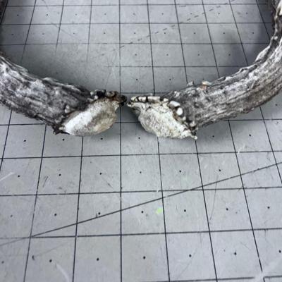 2 Deer Sheds - appear to be from the same deer, Thus a set