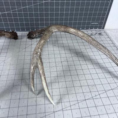 2 Deer Sheds - appear to be from the same deer, Thus a set