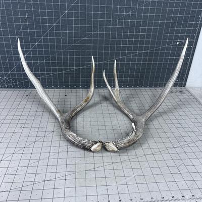 2 Deer Sheds - appear to be from the same deer, Thus a set
