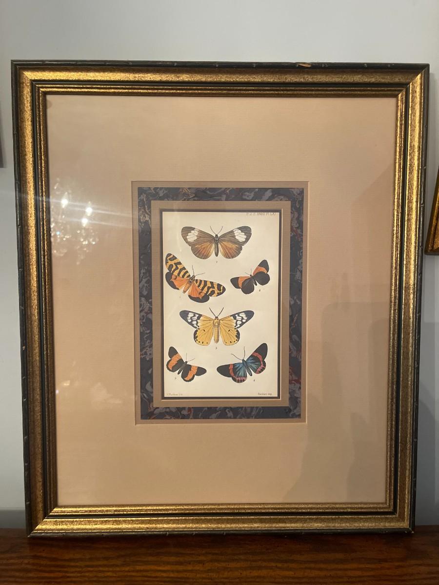 Custom Framed Butterfly Wall Art | EstateSales.org