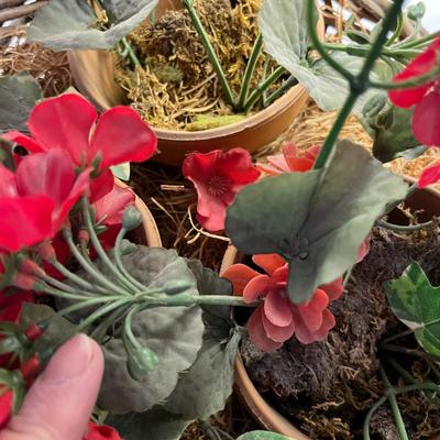 Geranium plants in baskets