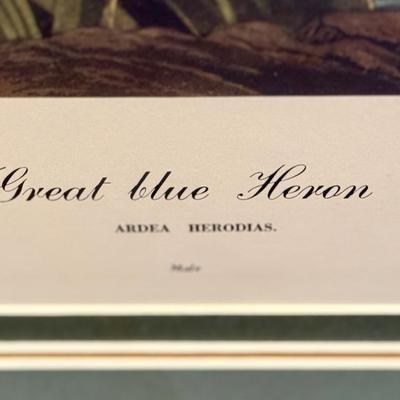 Audubon Great Blue Heron Print