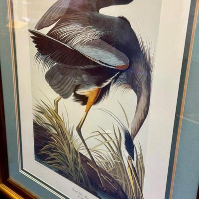Audubon Great Blue Heron Print