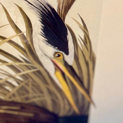 Audubon Great Blue Heron Print
