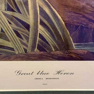 Audubon Great Blue Heron Print