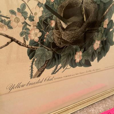 Audubon Prints