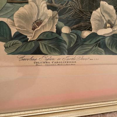 Audubon Prints
