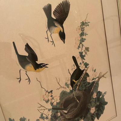 Audubon Prints