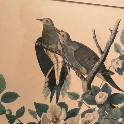 Audubon Prints