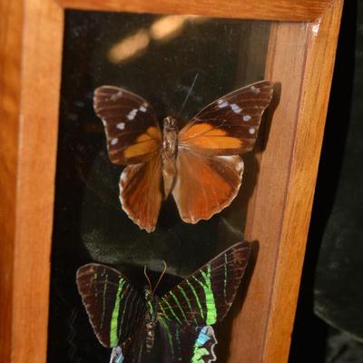 Vintage Framed Under Glass Moth Collection 12.5â€x4.5â€