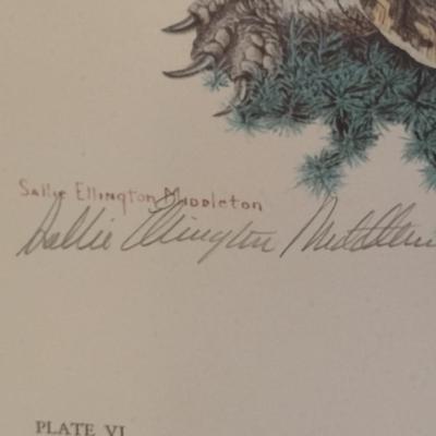 Sallie Ellington Middleton 'Box Turtle' Print- Double Signed- Approx 27