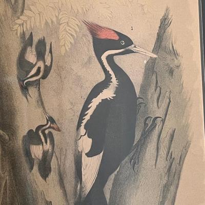 Pair of Woodpecker Prints (O-RG)