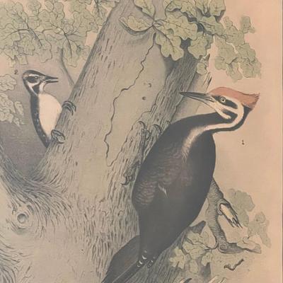 Pair of Woodpecker Prints (O-RG)